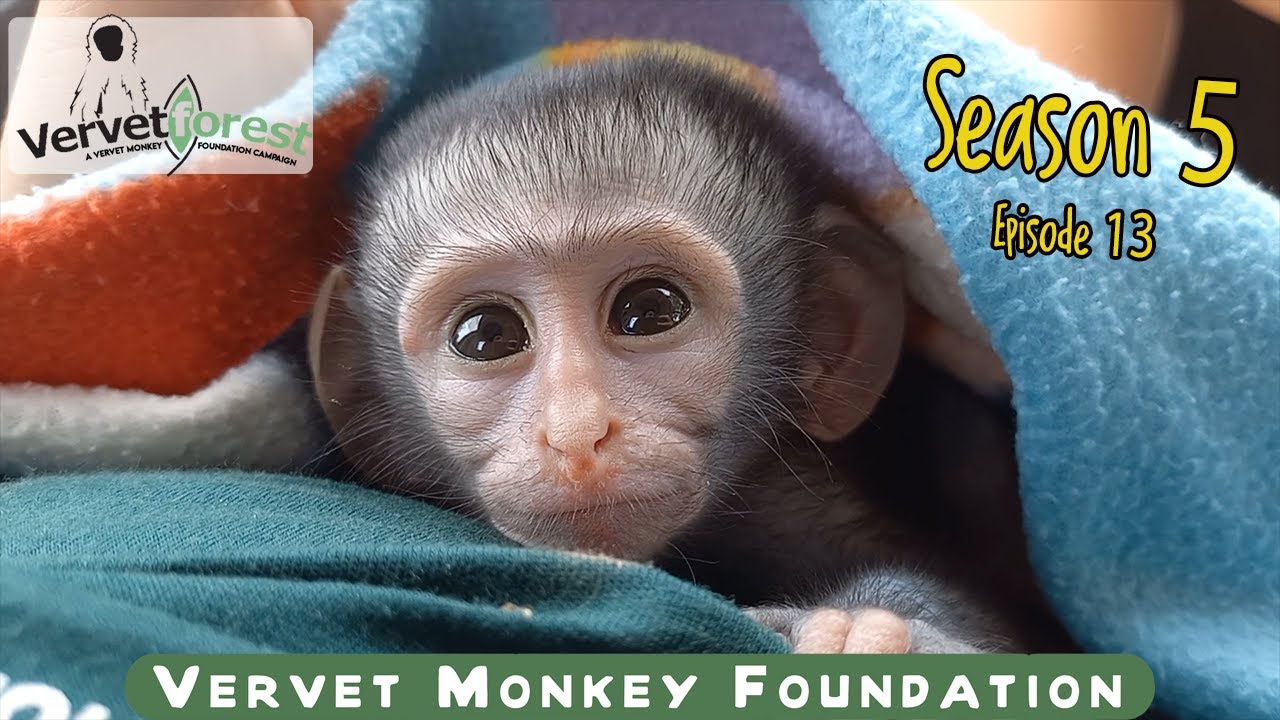 Kappi an orphaned baby monkey joins the other Skunkey orphans, new orphan arrives from a snake park.