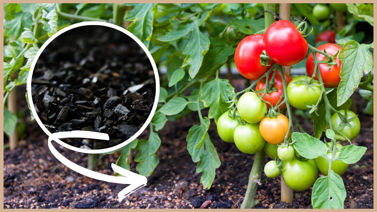 So kannst du jedes Jahr Tomaten im selben Beet anbauen