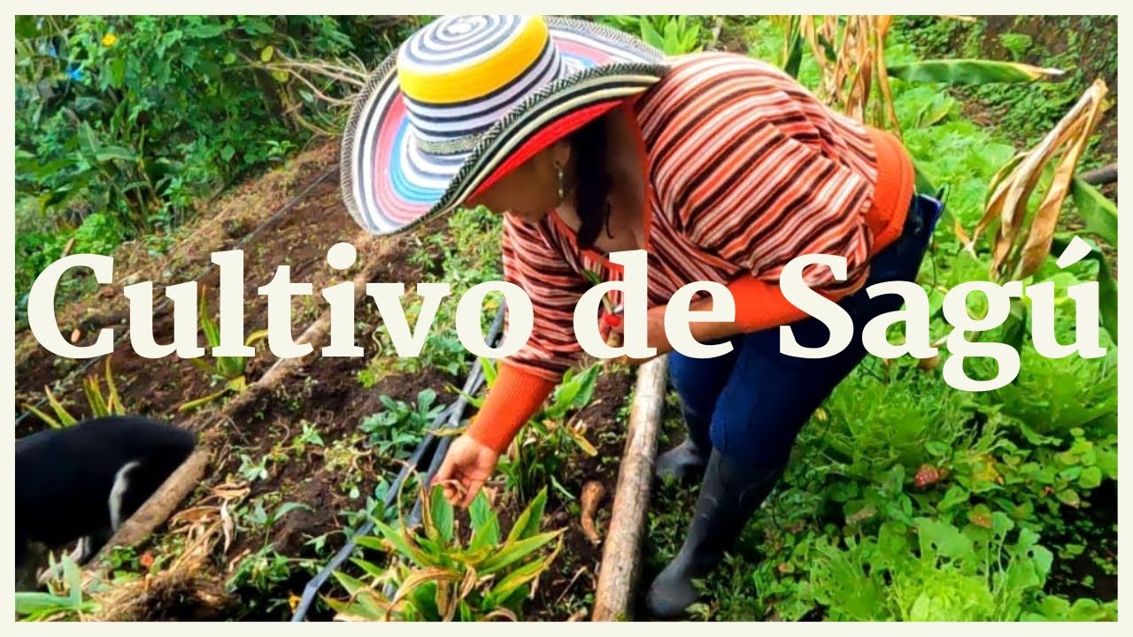 CULTIVO DE SAGÚ | Beneficios y preparación (Maranta arundinacea)