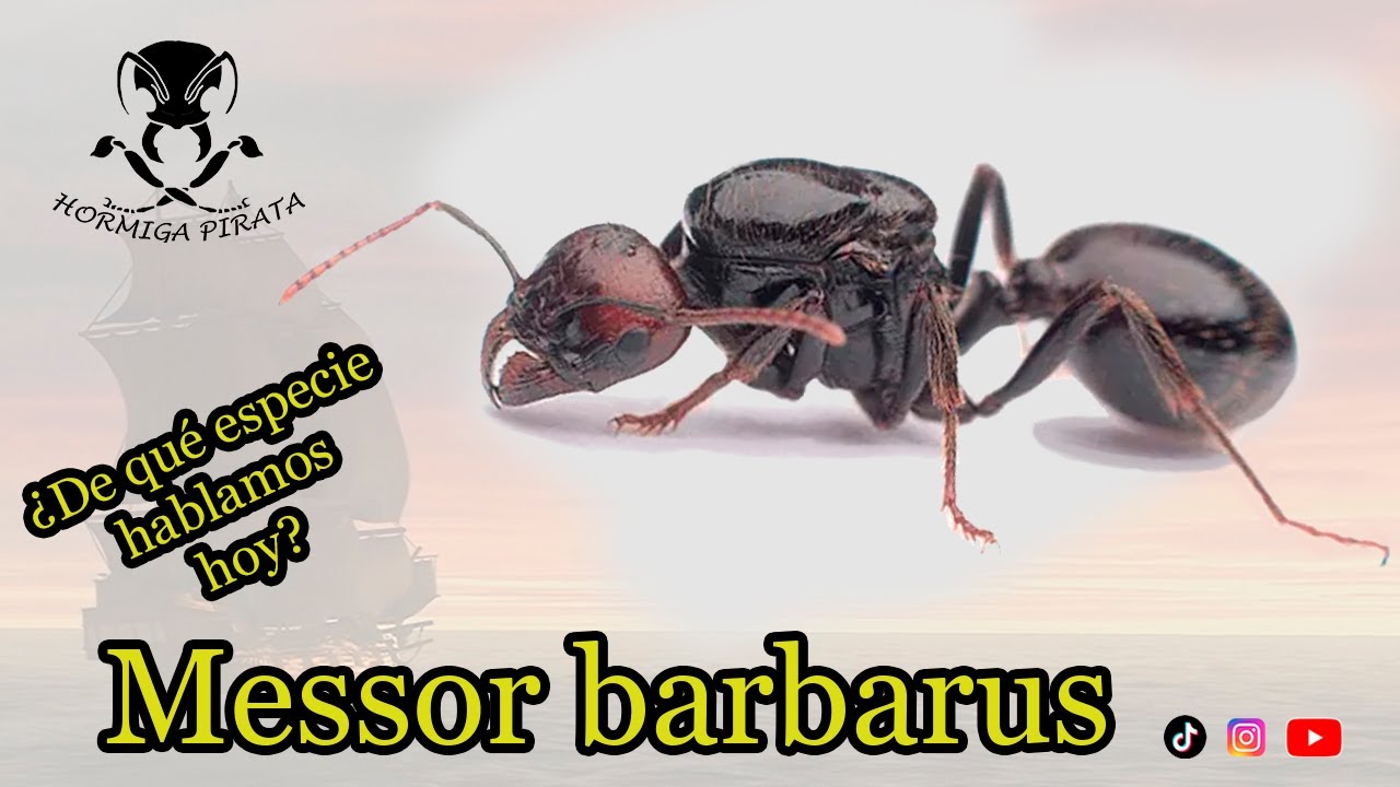 Messor barbarus