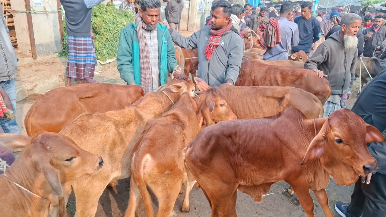 আজ ২৭/১/২৬ | গোপালগঞ্জের খামারী কেমন দামে ছোট ছোট ২১টি বাছুর কিনলেন | আমবাড়ী হাট 