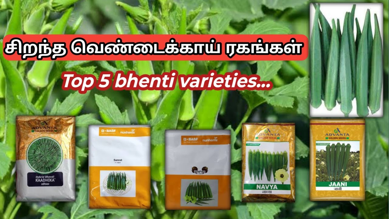 சிறந்த வெண்டைக்காய் ரகங்கள் | Top 5 bhendi varieties | vivasaya pokkisham