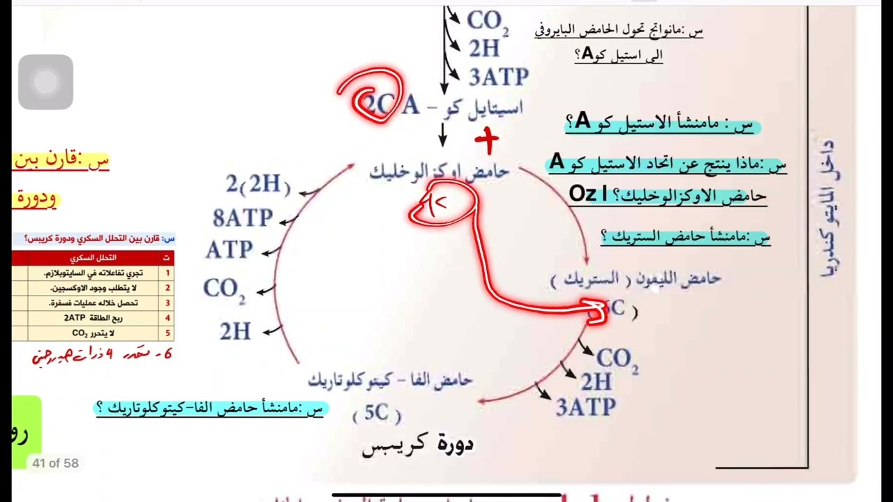 المحاضرة (12) | دورة كريبس.