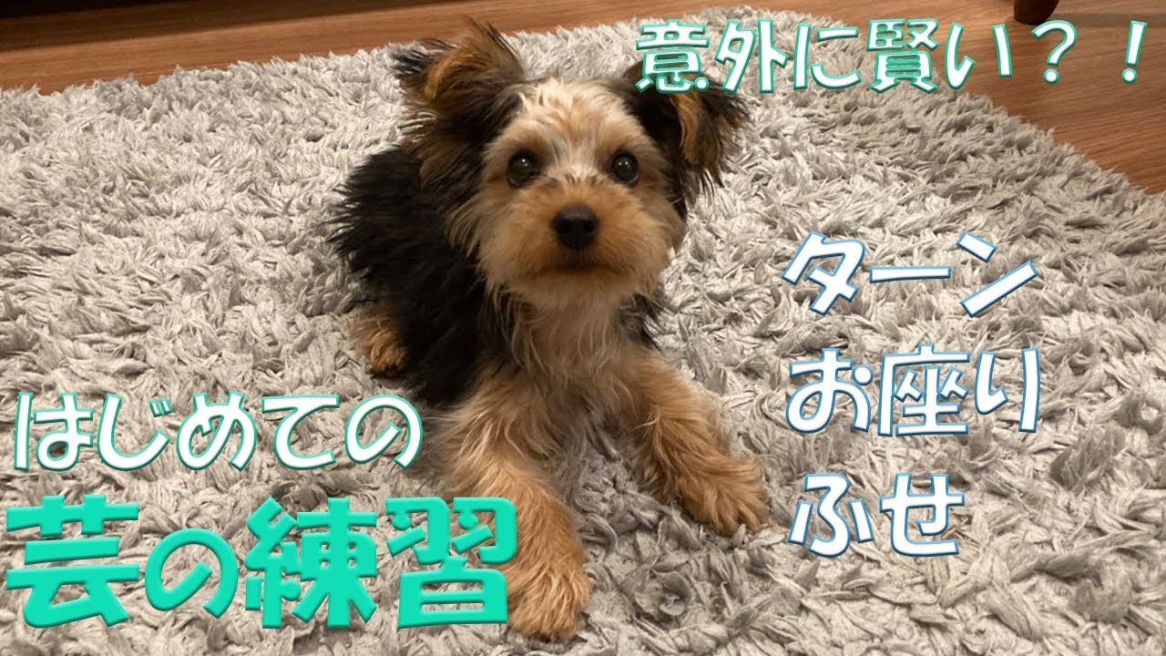 赤ちゃんヨーキーが初めての芸の練習に挑む