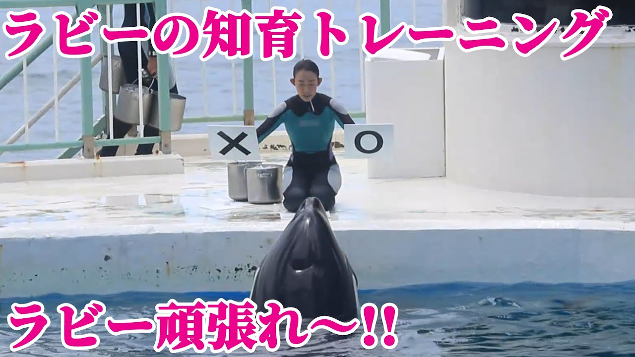 天才シャチ「ラビー」が珍しいトレーニング!! 鴨川シーワールド シャチトレーニング KamogawaSeaWorld  orca killerwhale