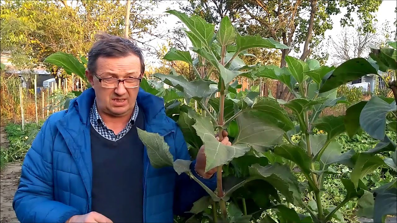 Якон.Отличный результат.6 кг.корнеплодов с куста.Витаминами на зиму обеспечены.
