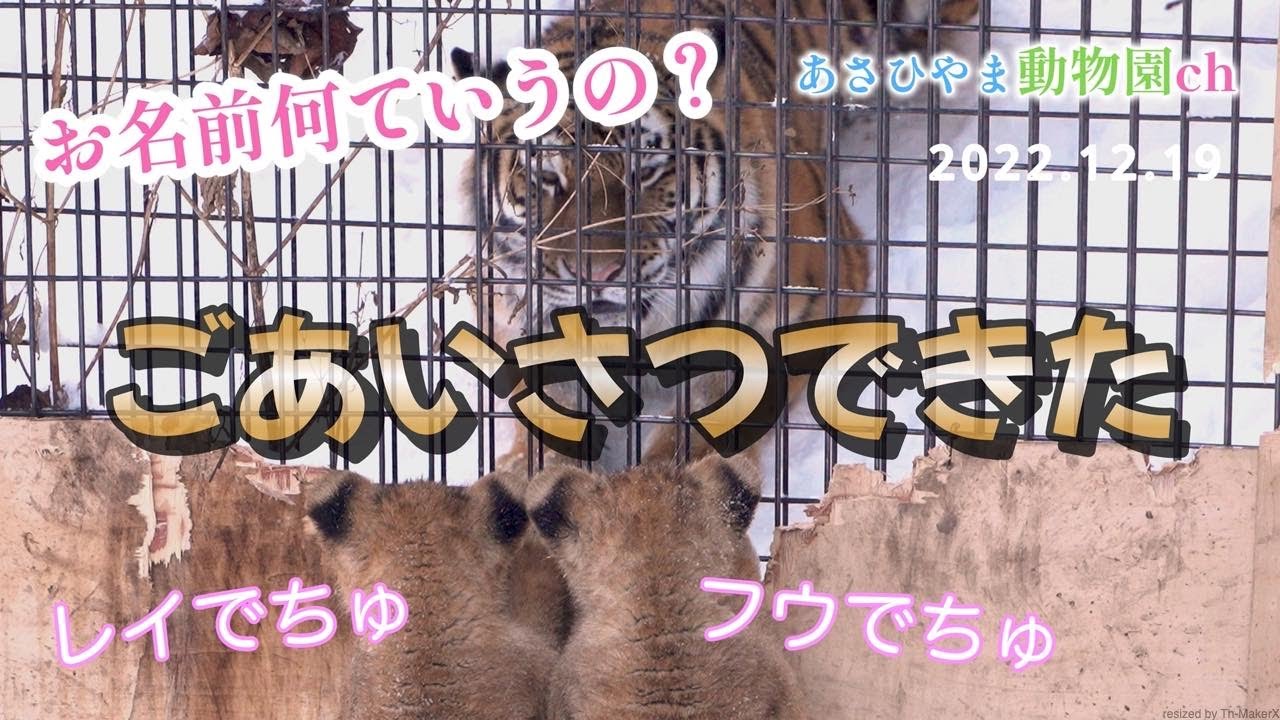 威嚇なし！トラと対面！ライオンの子どもたち「ごあいさつできた」あさひやま動物園チャンネル《非公式》Lion cub meets tiger.
