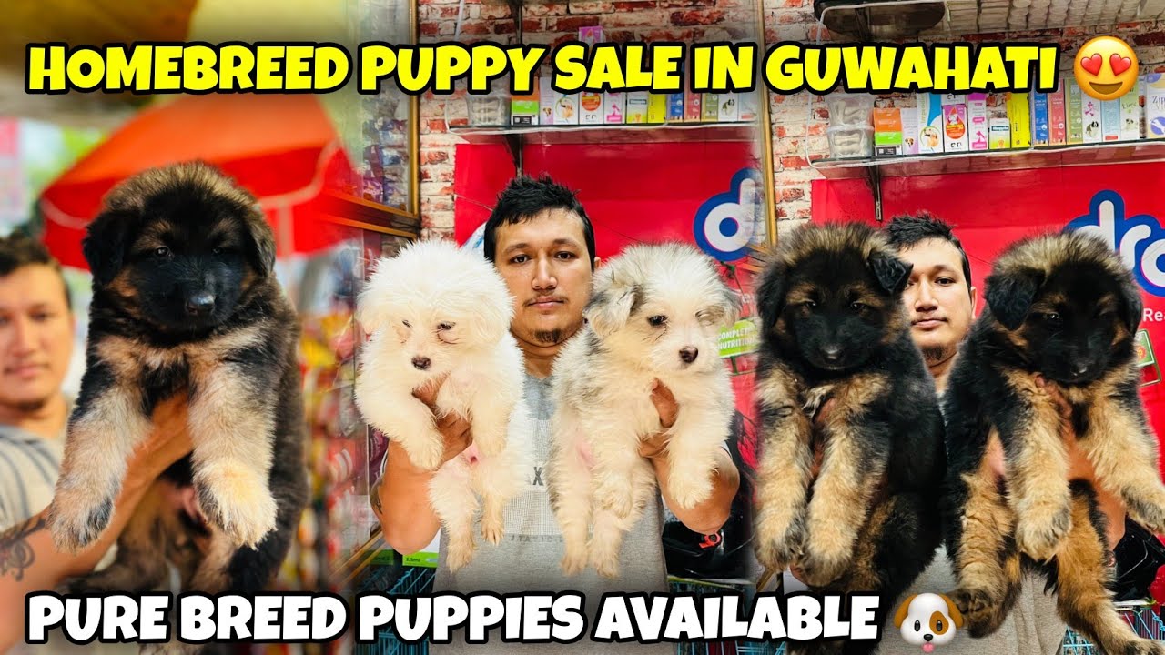 Homebreed Puppy Sale in Guwahati 😍 Pure Breed Puppies Available 🐶