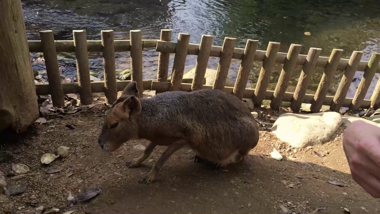 ノースサファリサッポロに行ってきましたよ（その３）