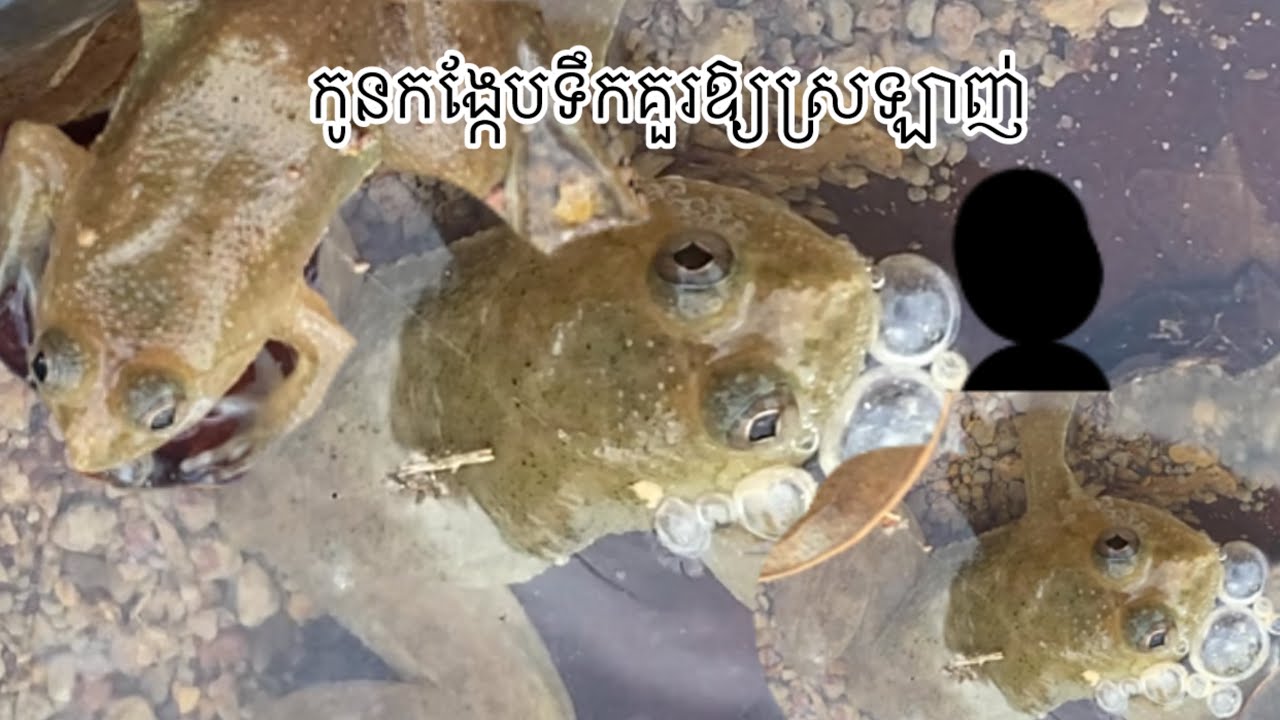 កូនកង្កែបទឹក🐸