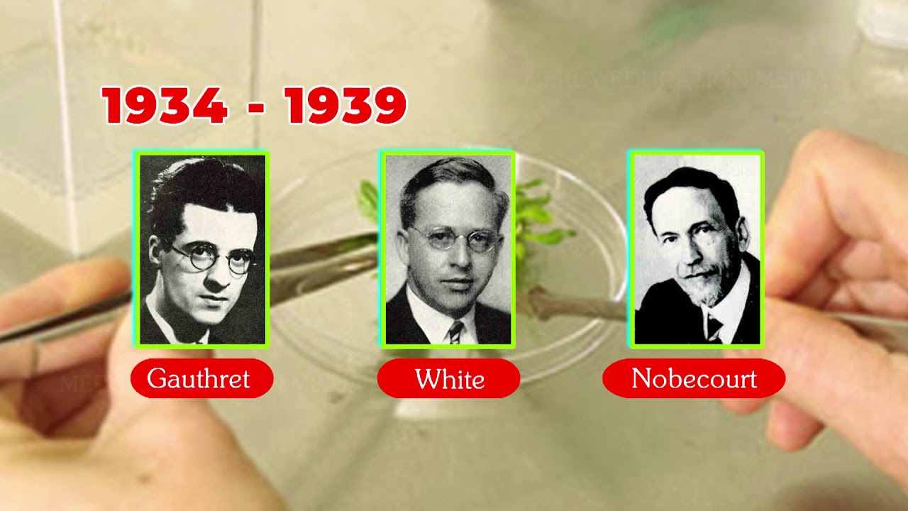 The origin and development of plant tissue culture