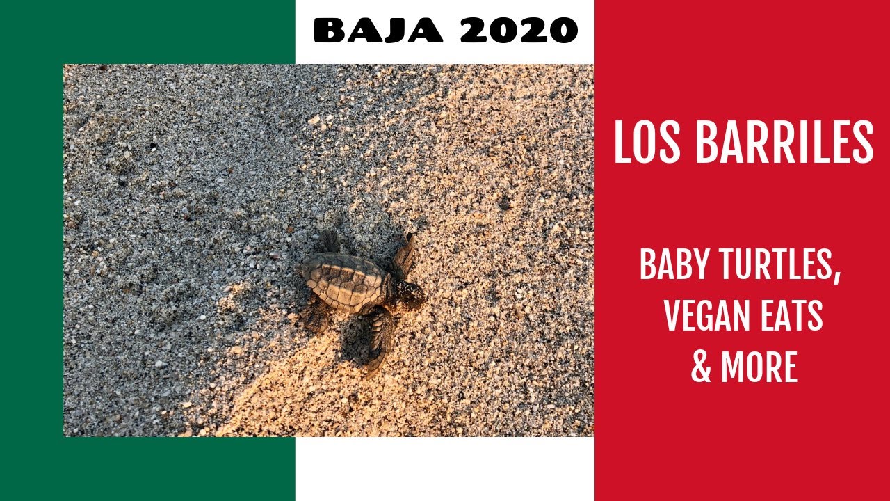 RVing Baja: Los Barriles - baby sea turtles, vegan eats & more