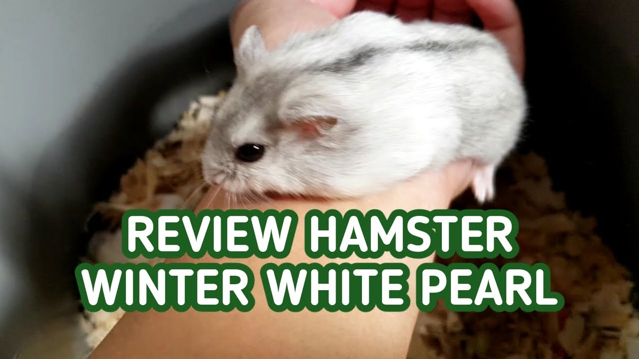 Review Hamster Winter White Pearl