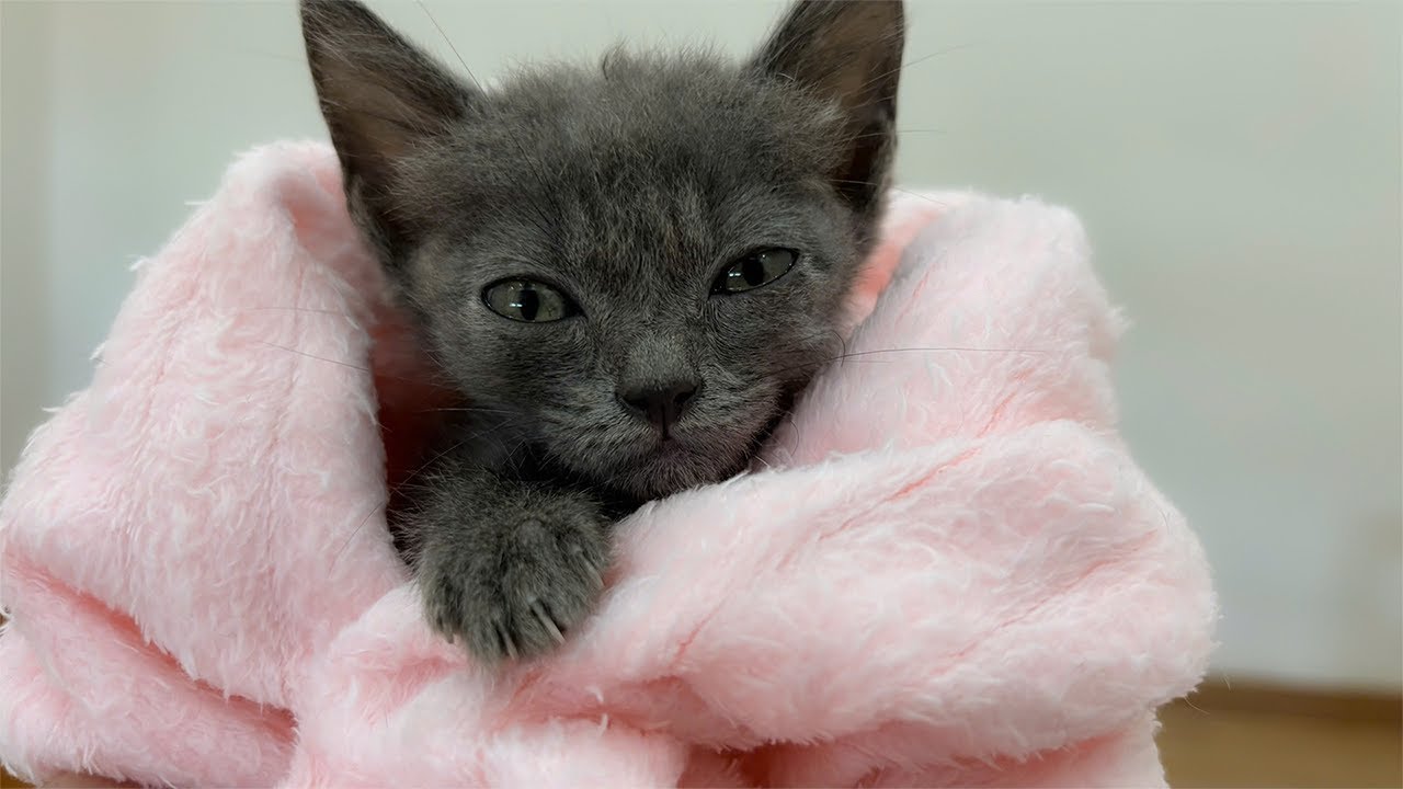 8-Week-Old Rescued Maine Coon Kitten bath 😍🐱 SO CUTE!!