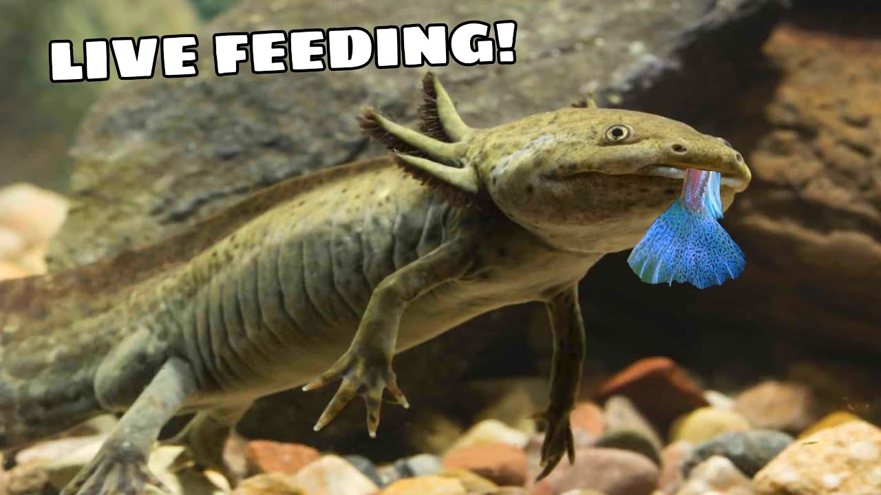 HAND FEEDING AXOLOTL LIVE FISH!