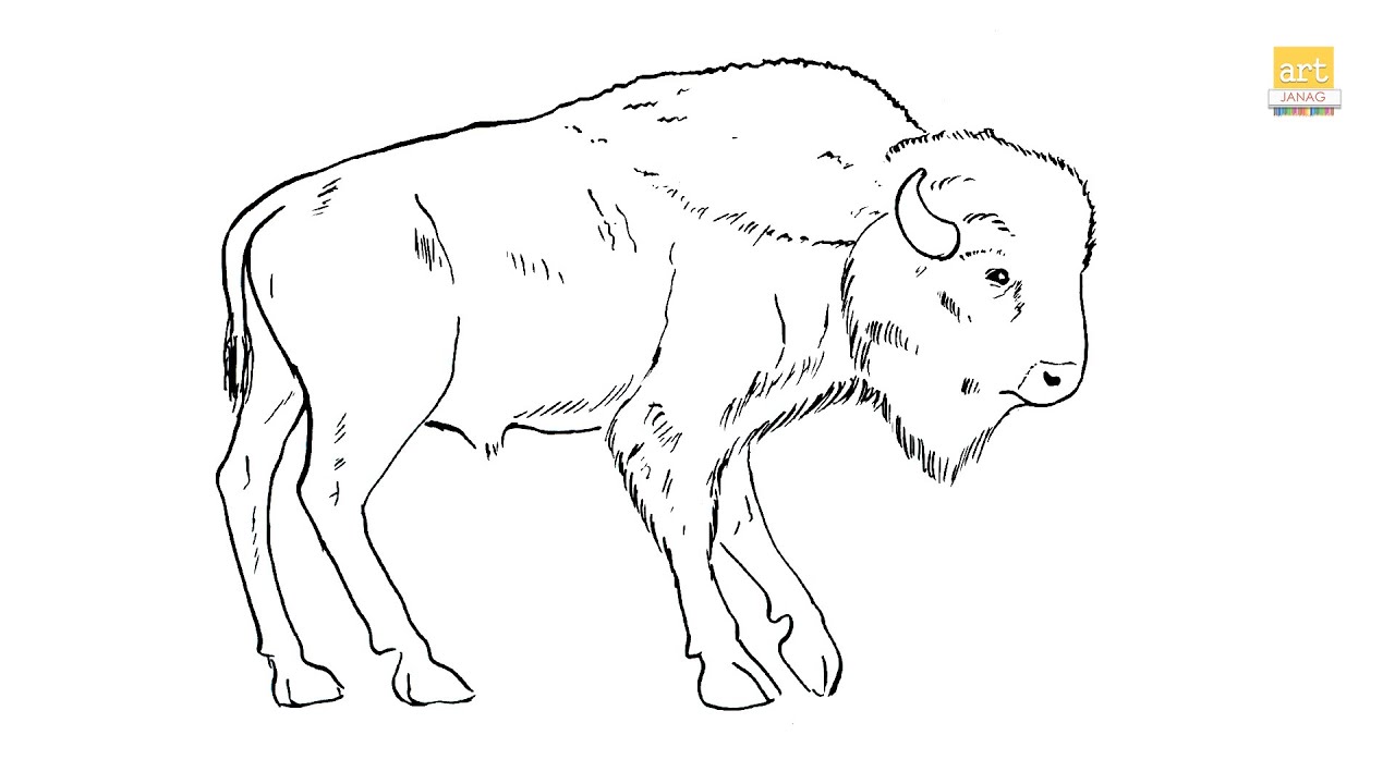 How to draw Bison drawing step by step II American Bison drawing II part 01 II #artjanag