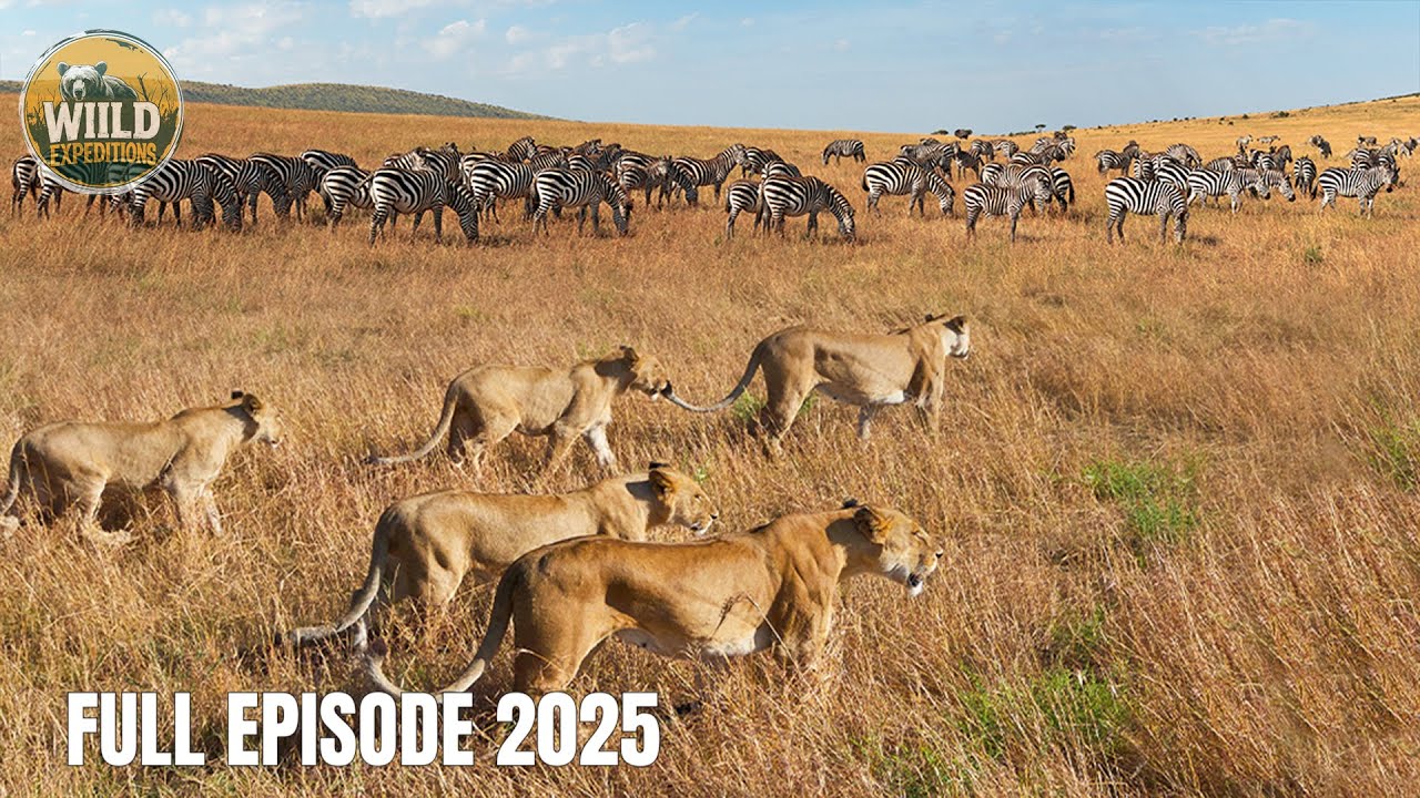 African Wildlife Ecosystem | The Great Migration and Deadly Survival Battles