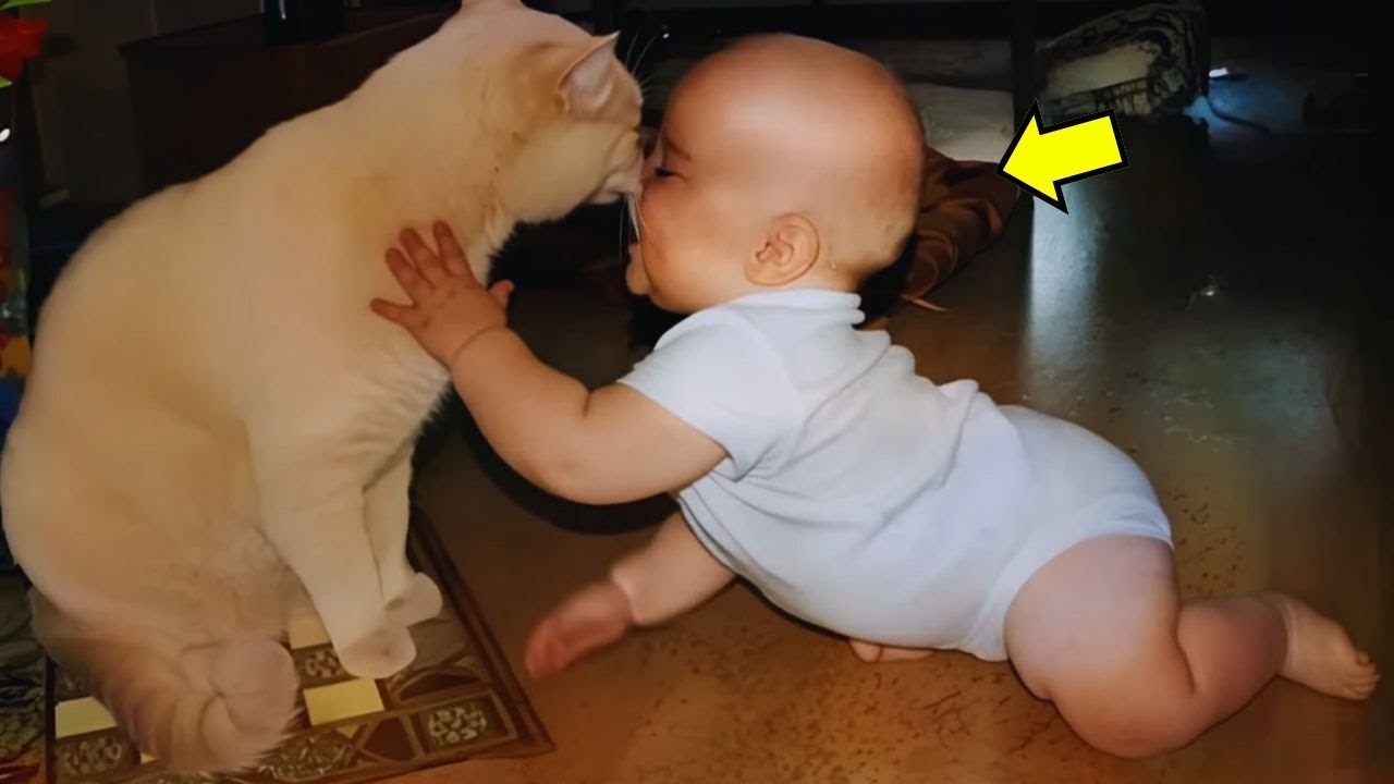 Le Chat Ne Cesse de Renifler le Bébé Assis. Quand Il S'est Levé, L'Impensable S'est Produit !