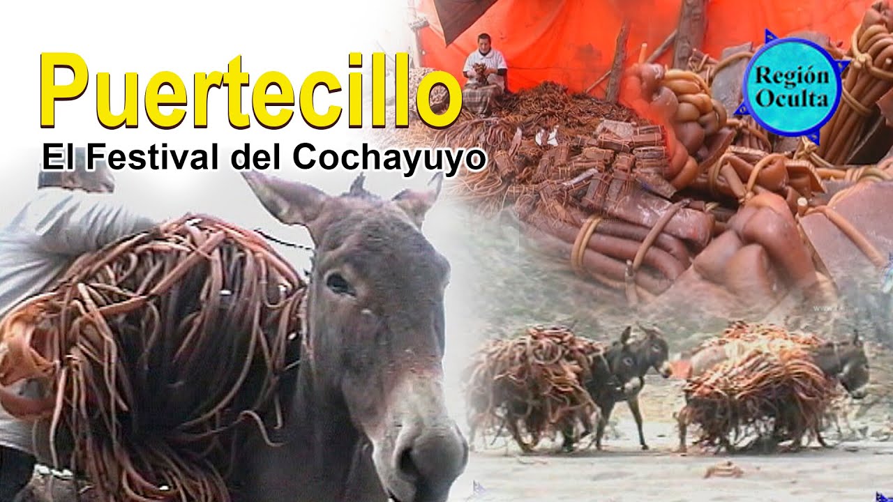 PUERTECILLO ,extracción y fiesta del cochayullo