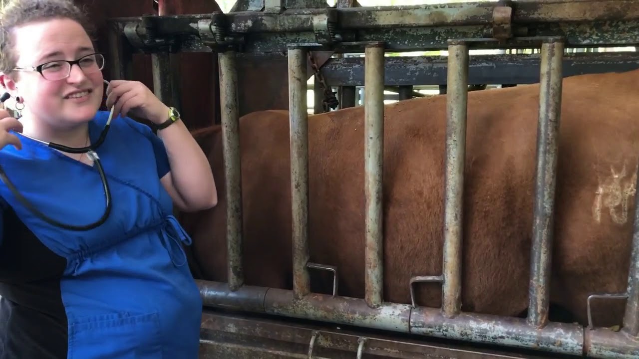 Auscultate Heart/Lungs Bovine