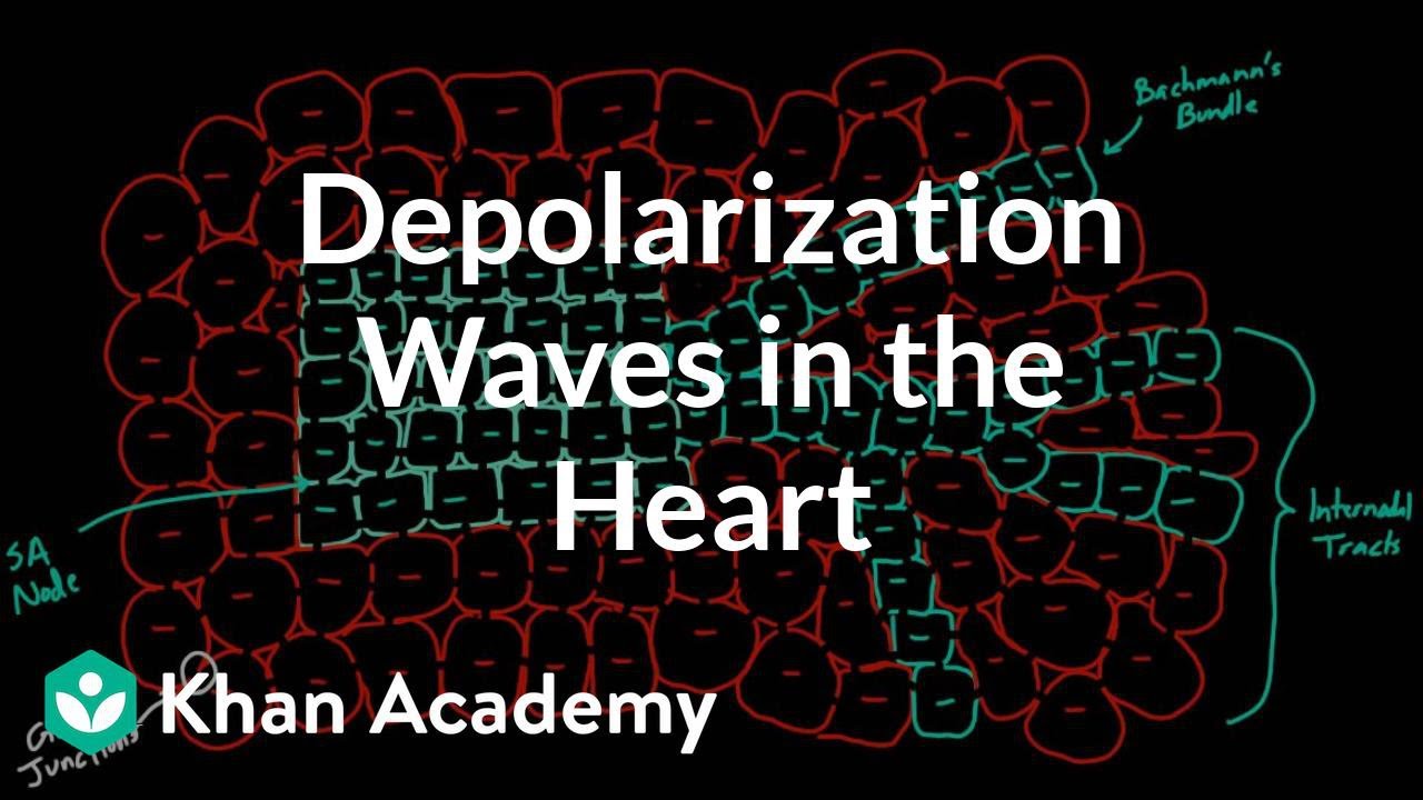 Depolarization waves flowing through the heart | NCLEX-RN | Khan Academy