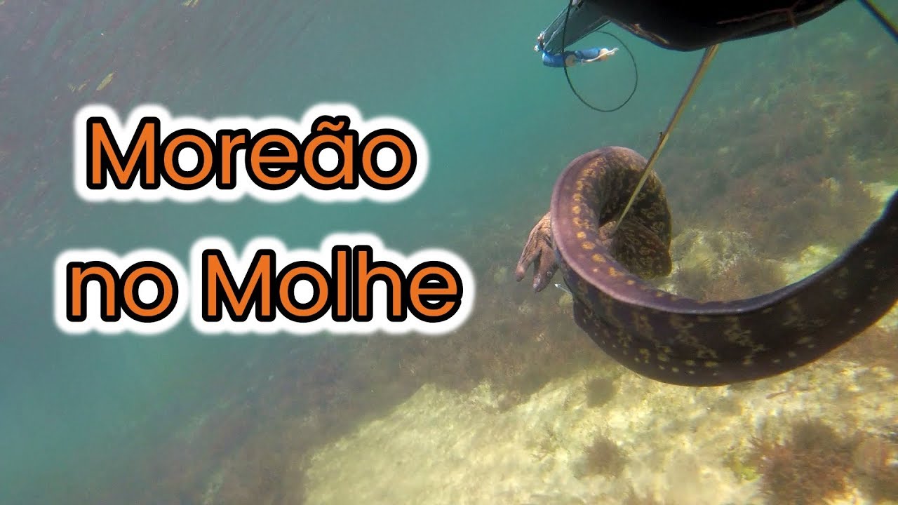 Moreão no Molhe, Caça Submarina Cascais