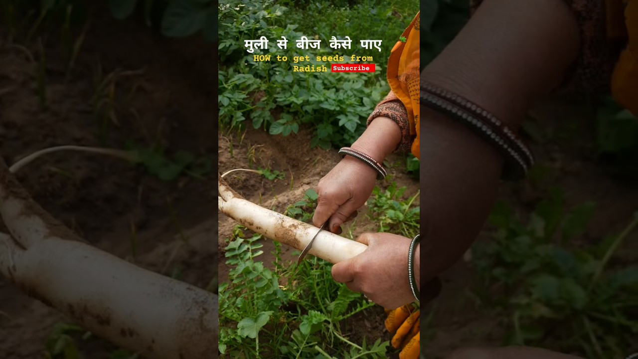 मुली से बीज कैसे पाए 🥕 How to get Seeds from Radish #radish #seeds #harvest #gardening #khetibadi