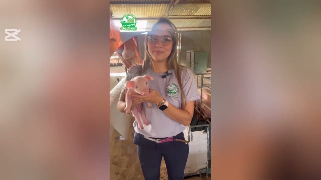 Nacieron lechones 🐷✅ 