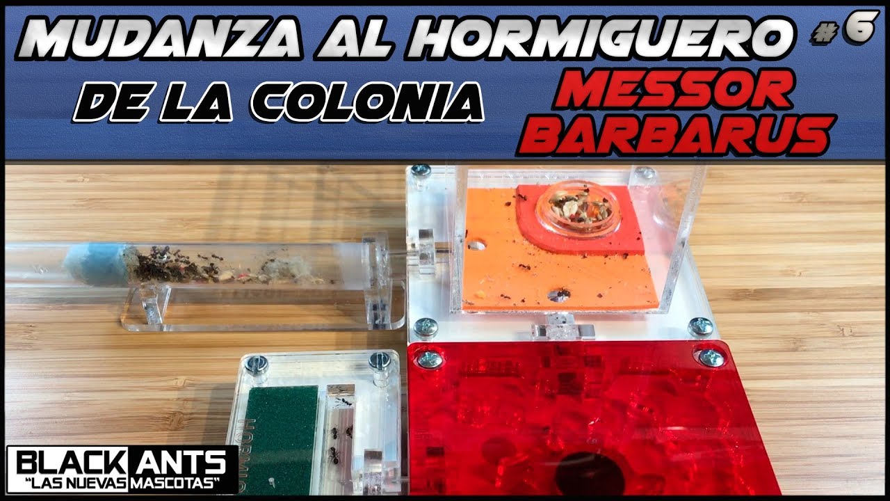 MUDANZA AL HORMIGUERO DE LA COLONIA MESSOR BARBARUS #Hormigas #Messor Barbarus