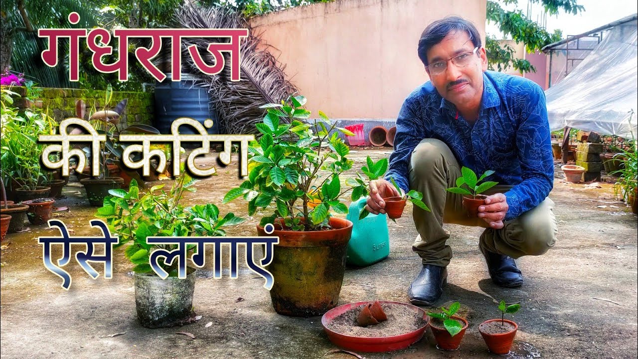गंधराज की कटिंग एैसे लगाएं । Grow Gardenia Cuttings so Easily