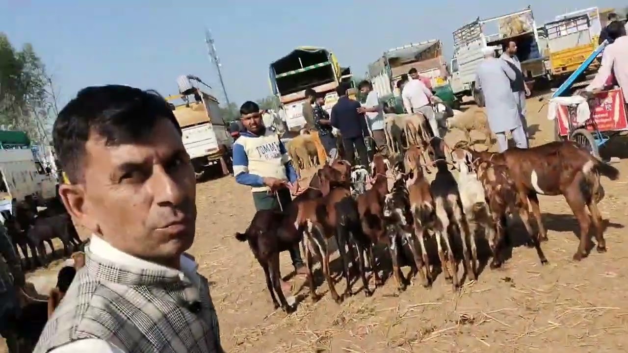 Ambla bakra mandi ka new video.......🤗🤗