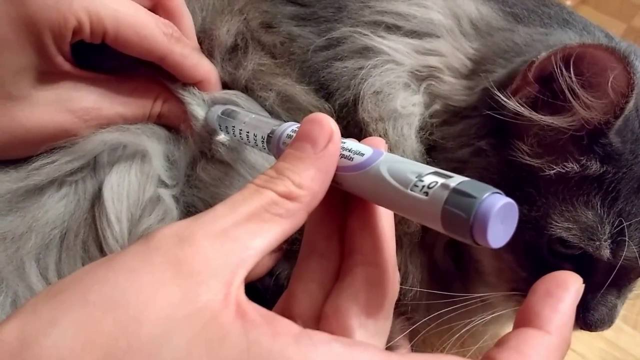 Lantus pen diabetic cat