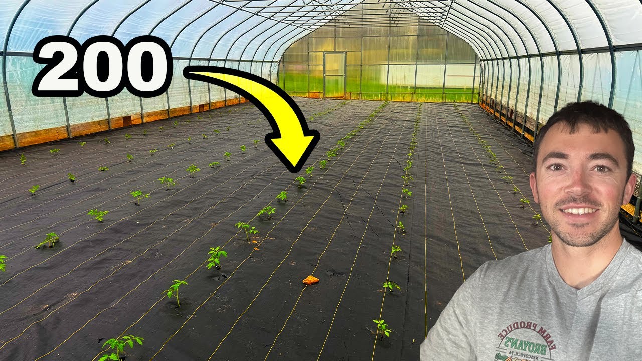 Planting A High Tunnel FULL Of Tomatoes