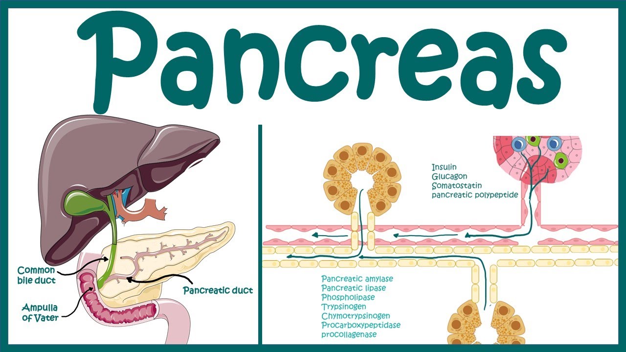 Pancreas | Endocrine and exocrine pancreas overview | Heterocrine gland |Animated biology with Arpan