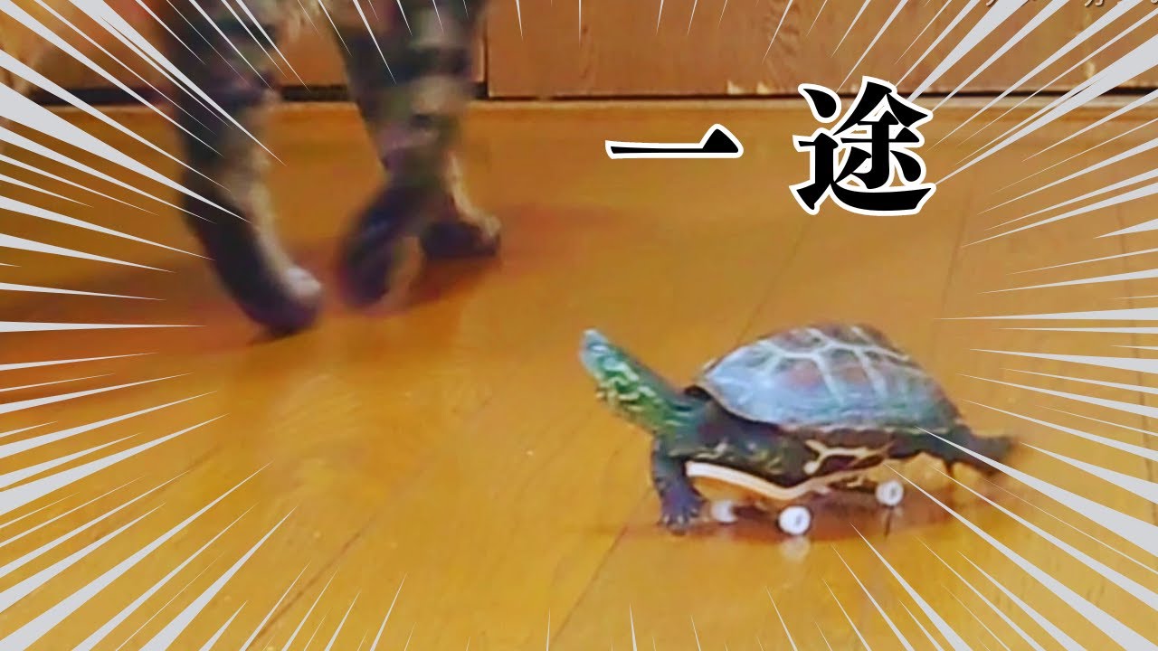 【爆笑総集編】スケボー亀、大好きな猫を追いかけ回す！【A compilation of skateboarding turtles chasing cats】