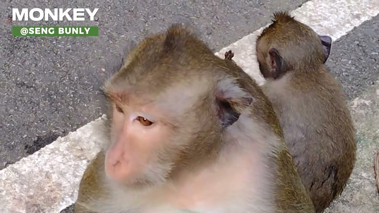 MONKEY MOHANOKOR GROUP #15 | ANGKOR WILD ANIMAL | ANGKOR THOM