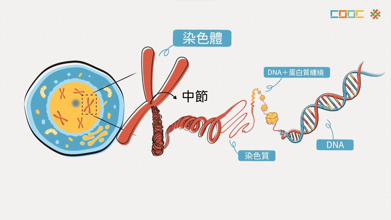 108新課綱｜高一生物｜染色質與染色體