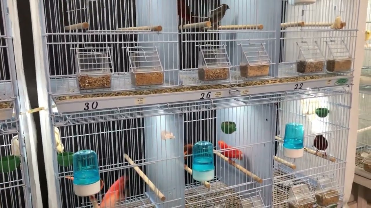 canary breeding room season 2025