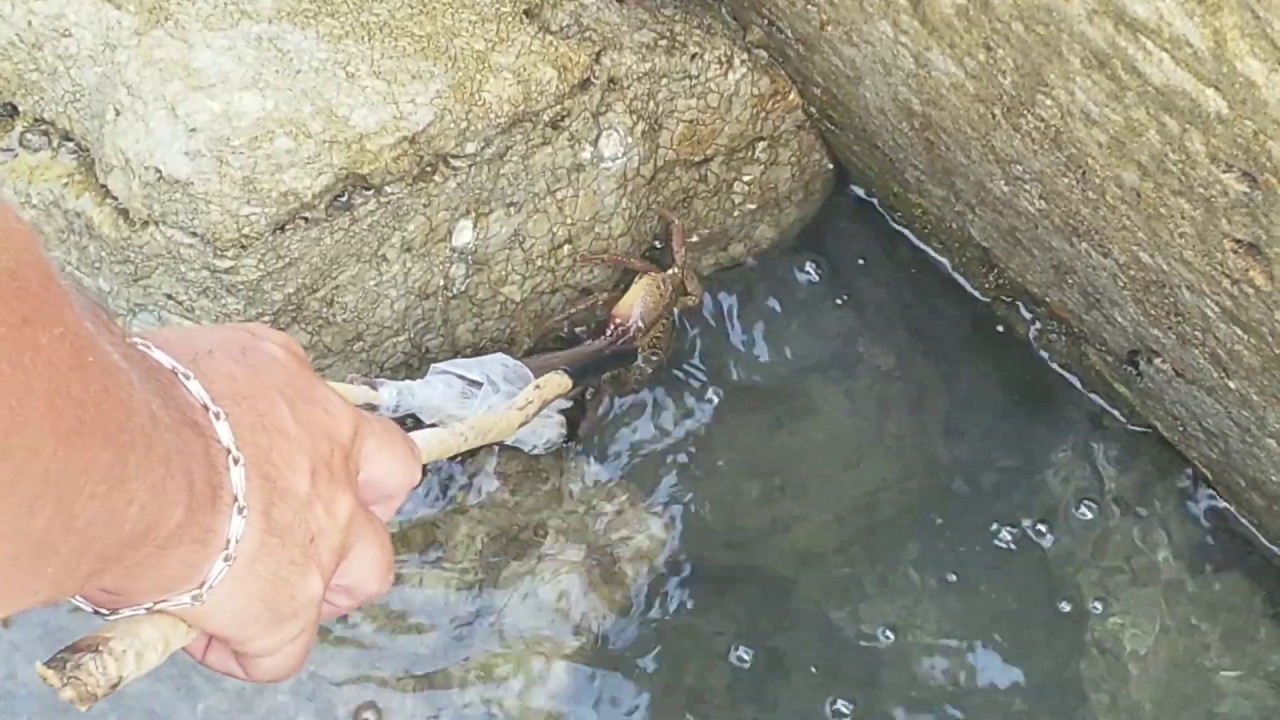 Come pescare il granchio 