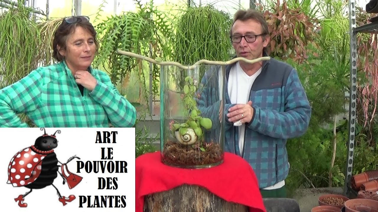 Conseils jardinage: Dischidia pectenoides (Plante escargot) Entretien et arrosage plante verte