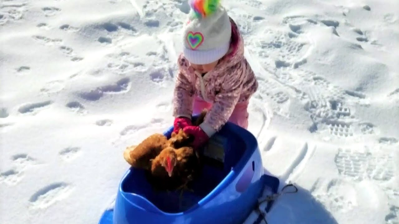 Three-year-old Nova Scotia girl takes her chickens on sled rides