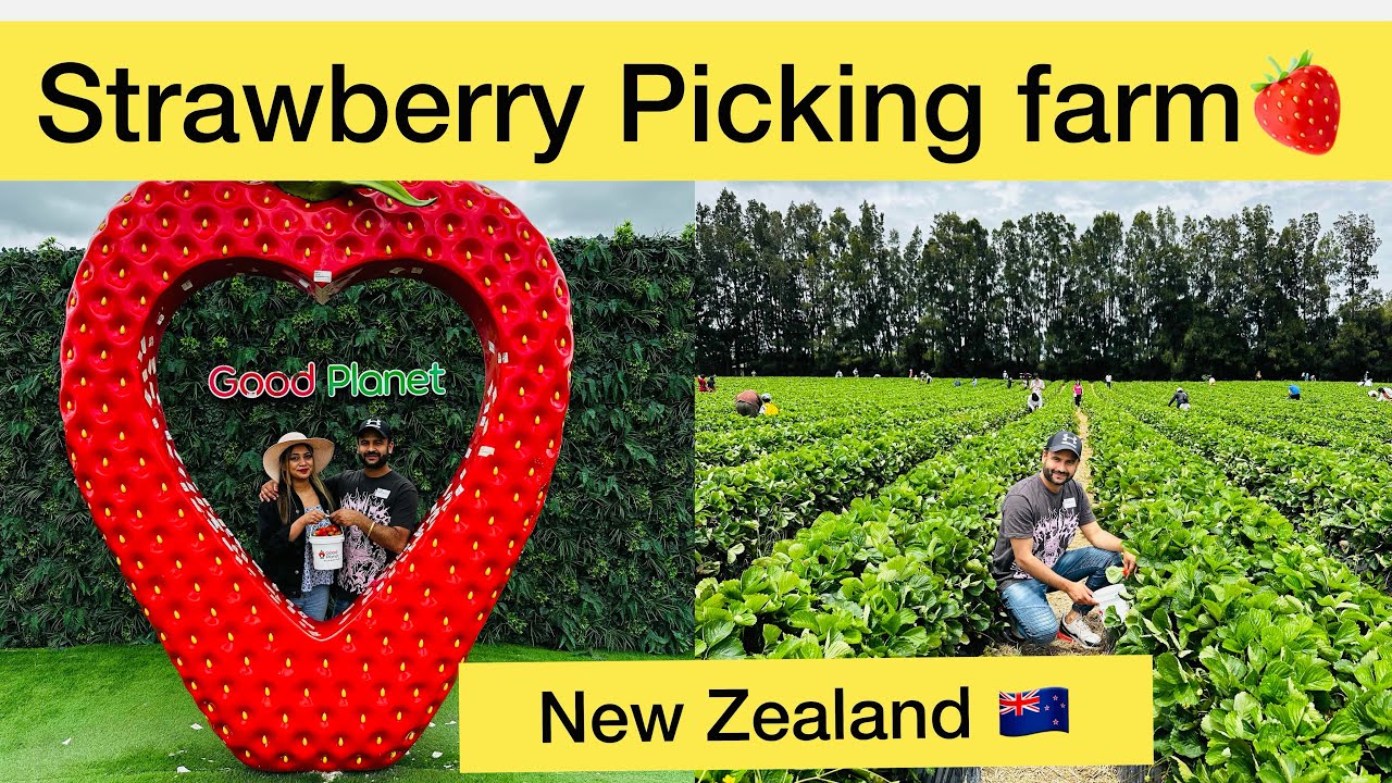 Strawberry farm in New Zealand