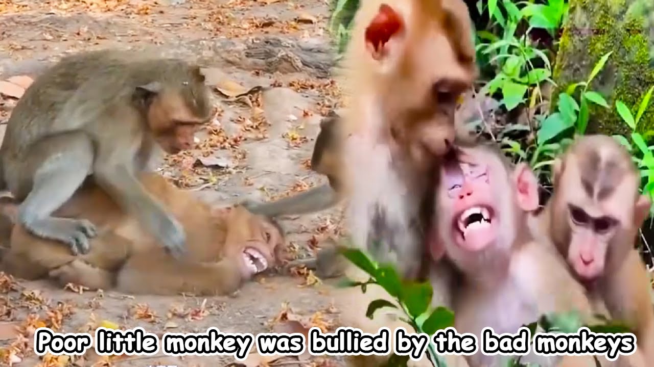Monkey Daily Life. The wild life of monkeys in the forest .The big bad monkey bullies little monkey