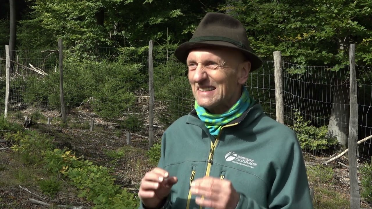 Eichenwertholz im Spessart - Teil 2b