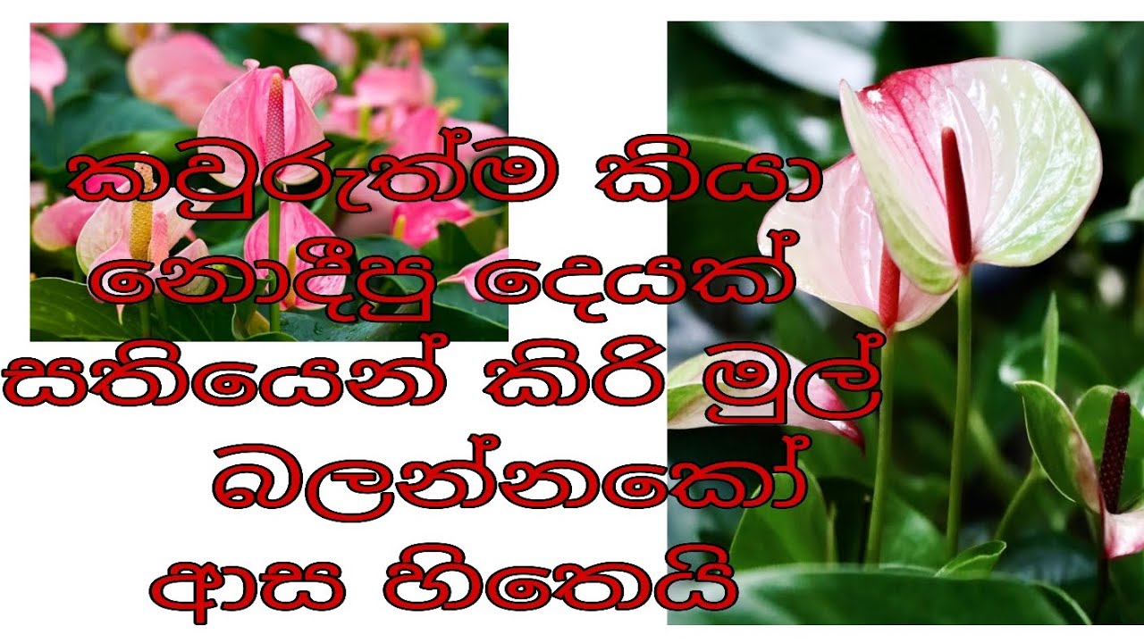 සොබහාදහමෙන් අපට දෙන දායාද...මෙහෙමත් මුල් අදිනෝද...🤔🤔#anthuriyam ruting tip