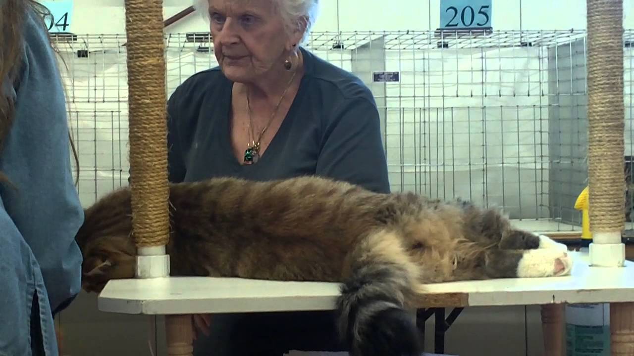 Siberian cat at the TICA cat show in Brighton, CO Nov 17, 2013