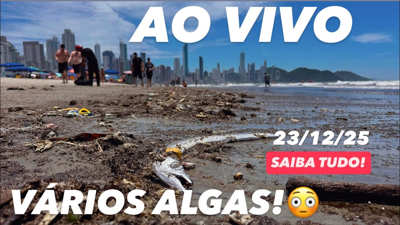 Balneário Camboriú VIVO Algas na Praia Brazil Nightlife