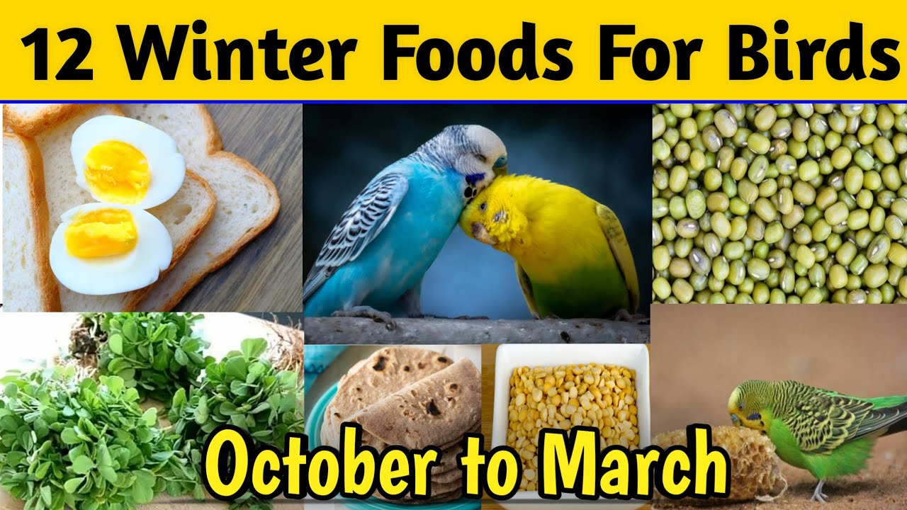 12 best foods for birds in winter | budgies winter food | budgies winter diet | budgies breeding