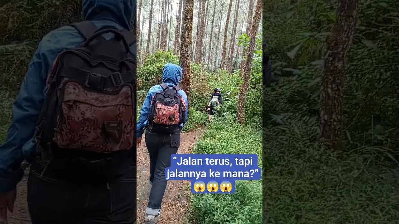 “Family adventure in the pine forest 🌲”