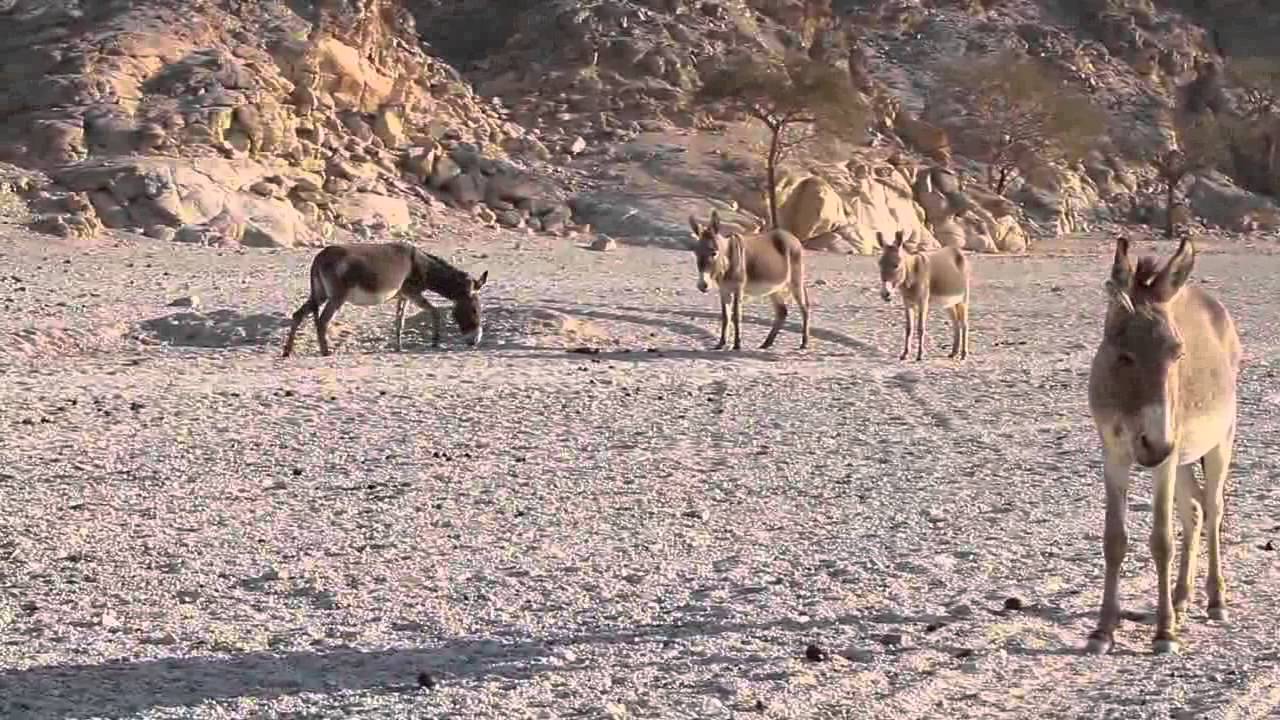 فيلم تسجيلي عن محمية وادي الجمال